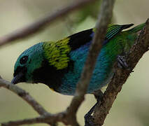 Green-headed Tanager