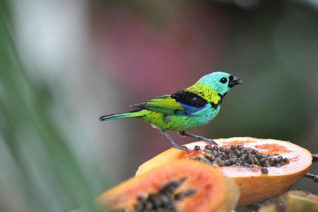 Green-headed Tanager