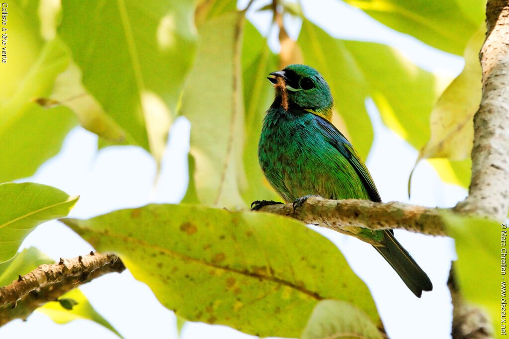 Green-headed Tanageradult