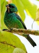 Green-headed Tanager