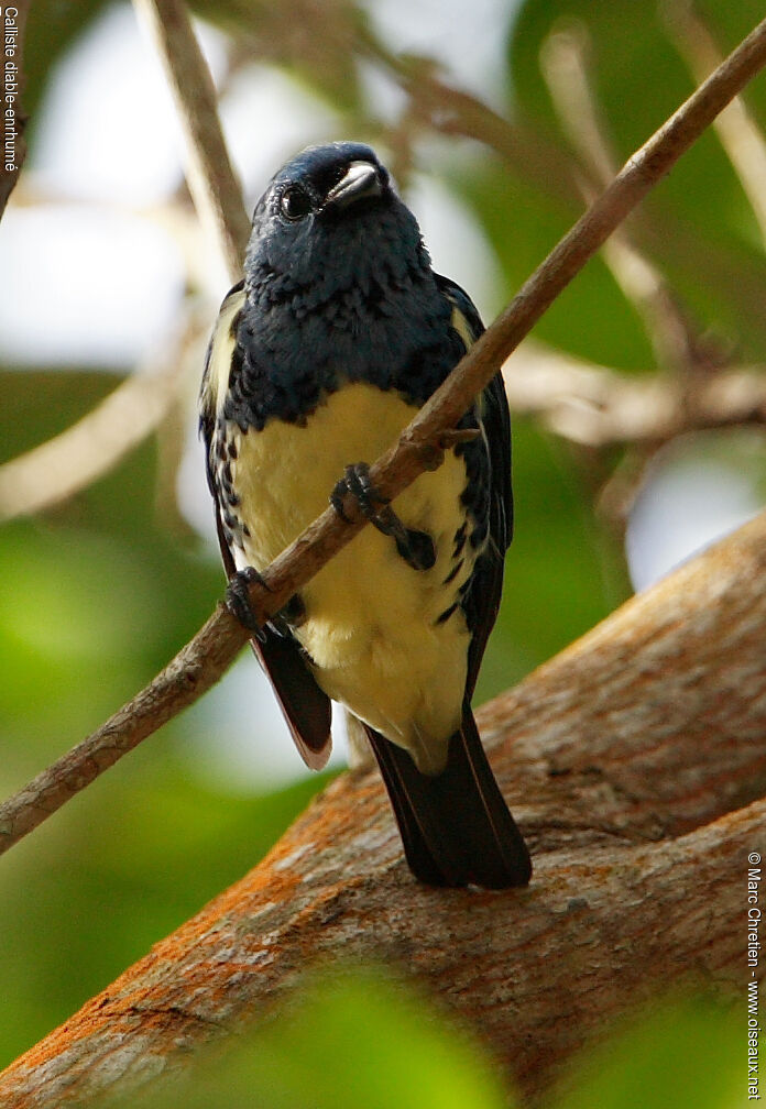 Turquoise Tanager