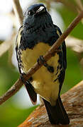 Turquoise Tanager