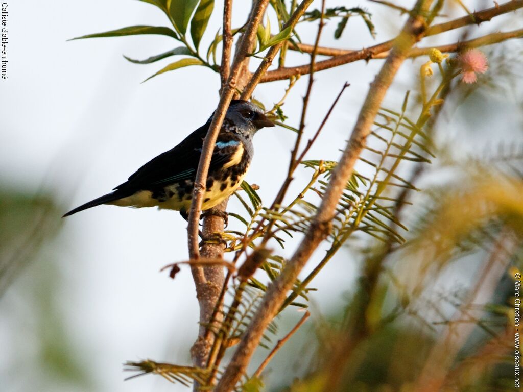 Turquoise Tanager male adult