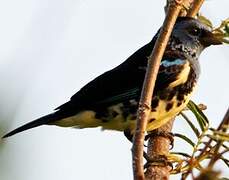 Turquoise Tanager