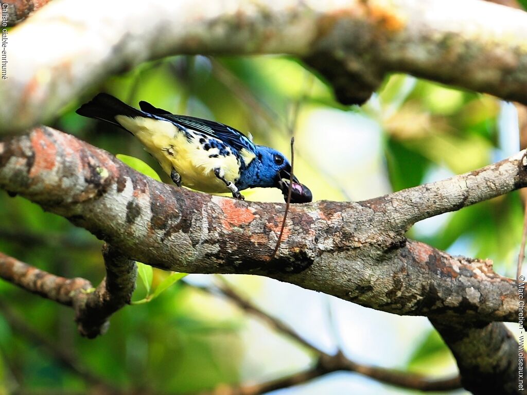 Turquoise Tanager