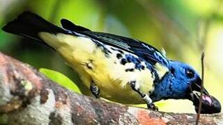 Turquoise Tanager