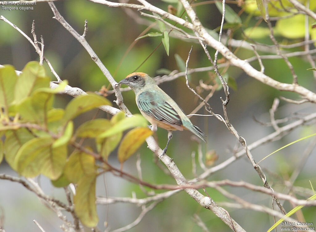 Burnished-buff Tanager