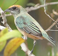 Burnished-buff Tanager