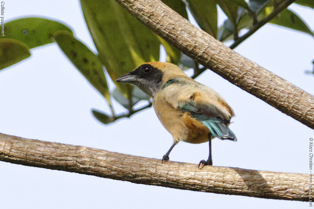 Burnished-buff Tanager