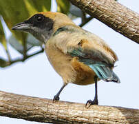 Burnished-buff Tanager