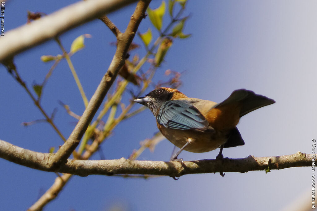 Burnished-buff Tanager male adult