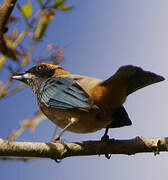 Burnished-buff Tanager