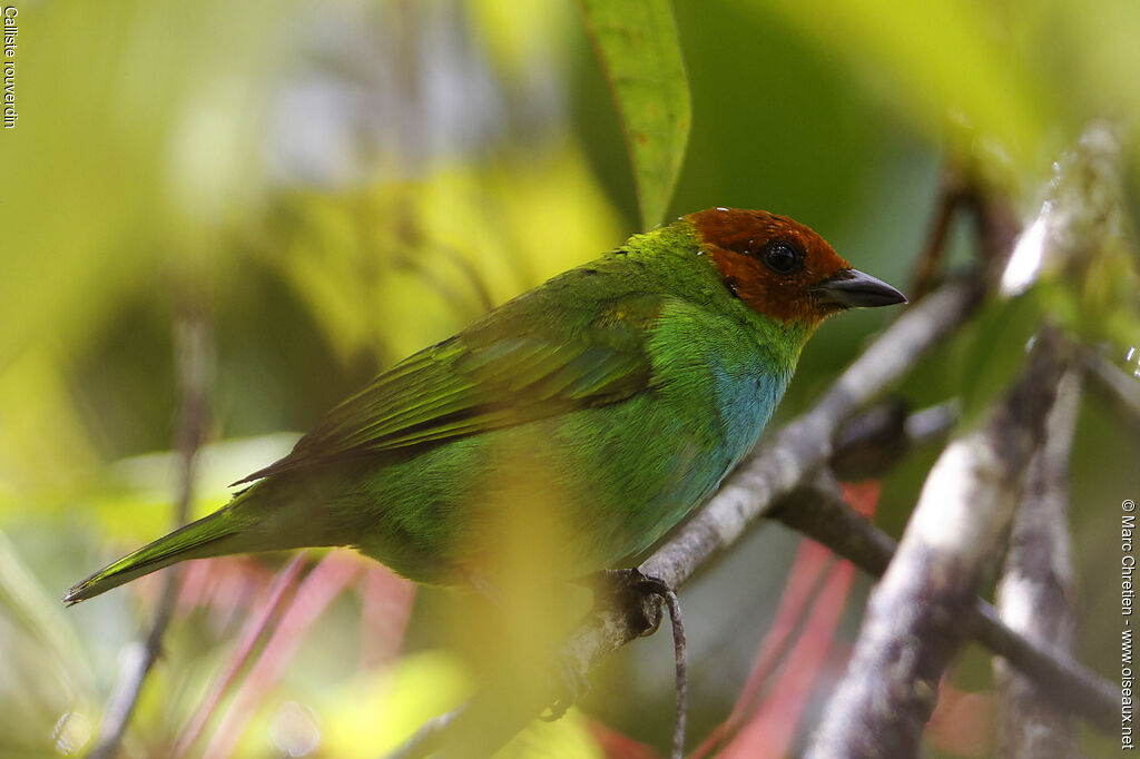 Bay-headed Tanager