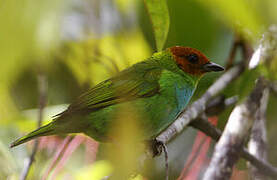 Bay-headed Tanager