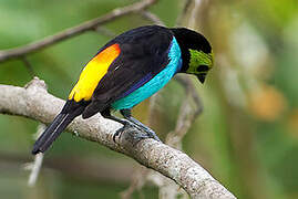 Paradise Tanager