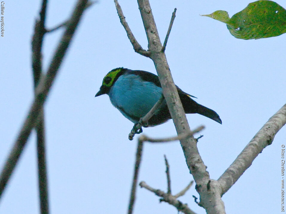 Paradise Tanager