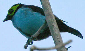 Paradise Tanager