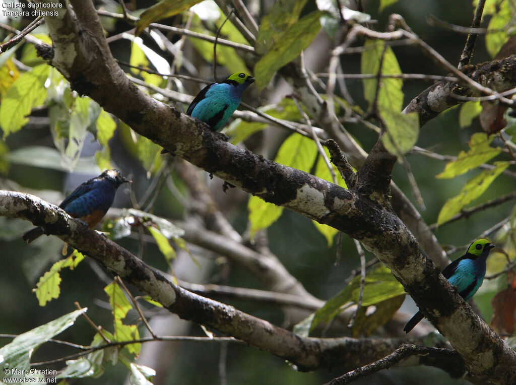 Paradise Tanager