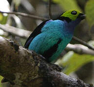 Paradise Tanager