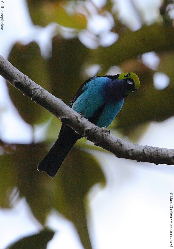 Paradise Tanager