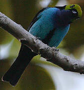 Paradise Tanager