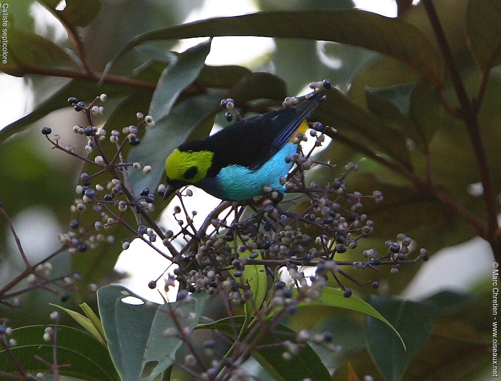 Paradise Tanager