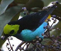 Paradise Tanager