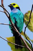 Paradise Tanager