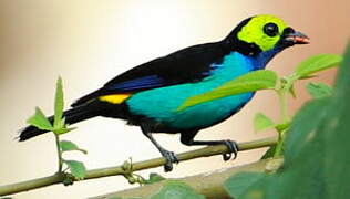 Paradise Tanager