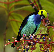 Paradise Tanager