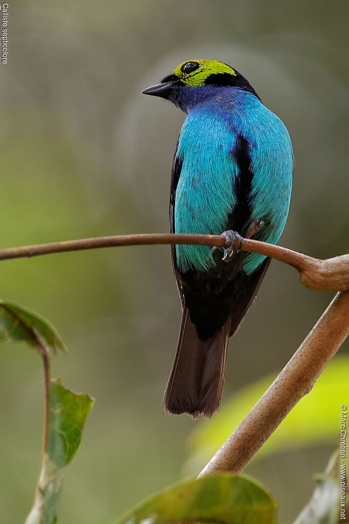 Paradise Tanager