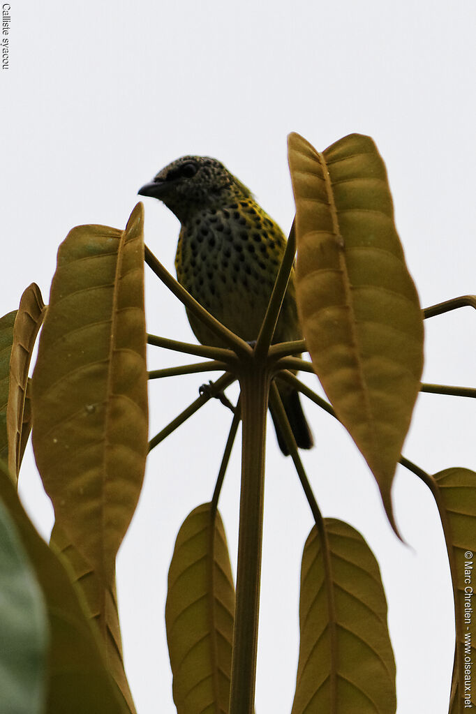 Spotted Tanager