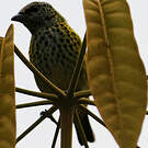 Calliste syacou