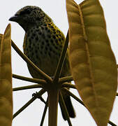 Spotted Tanager