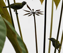 Spotted Tanager