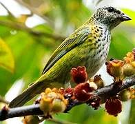 Speckled Tanager