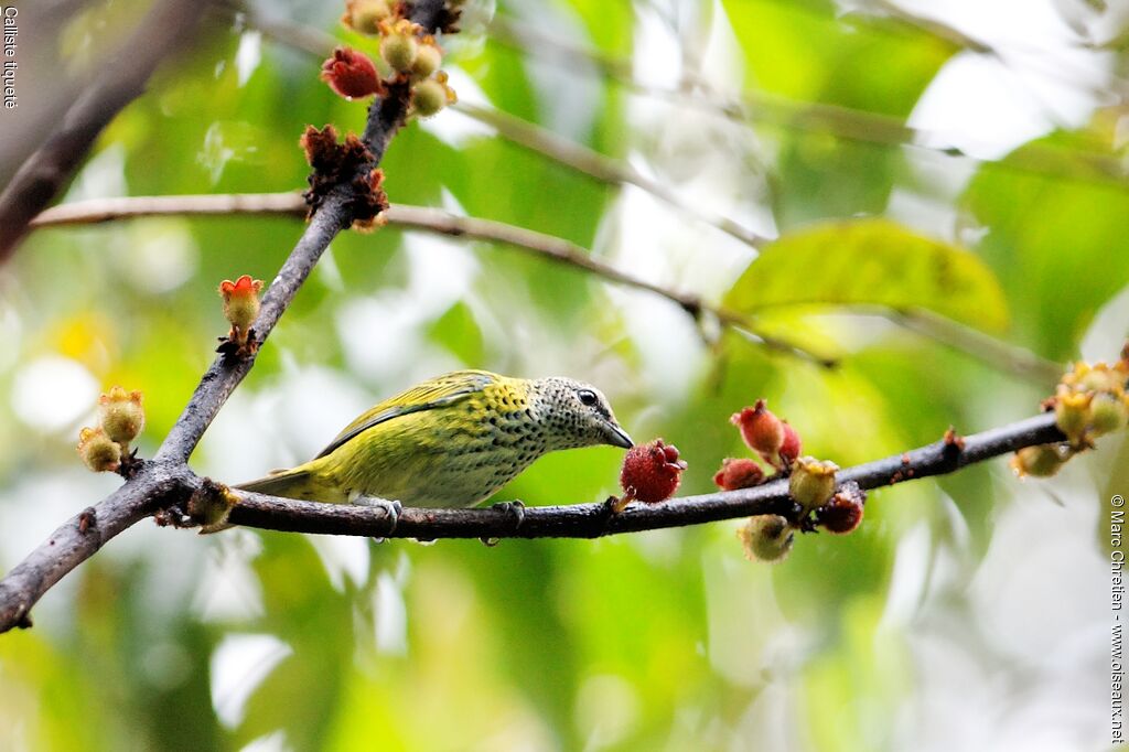 Calliste tiqueté, identification