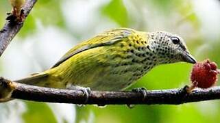 Speckled Tanager