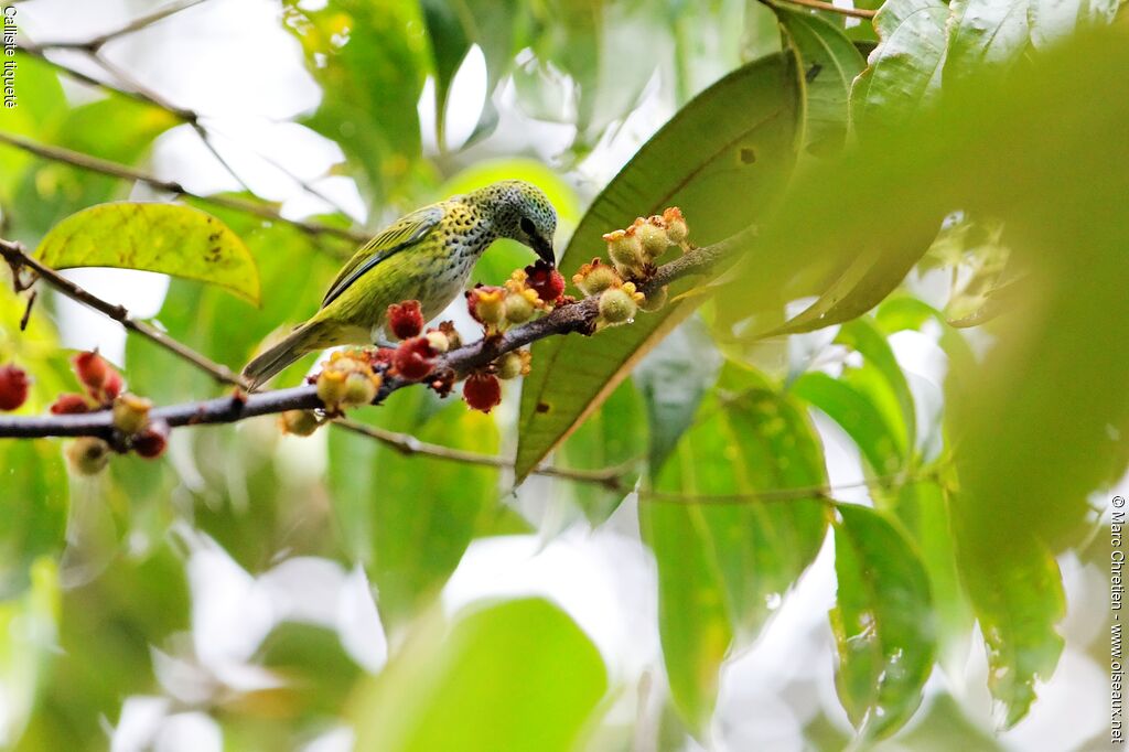 Speckled Tanager, identification