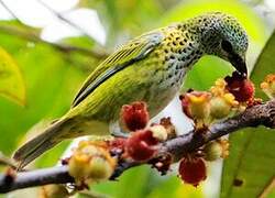 Speckled Tanager