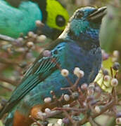 Opal-rumped Tanager