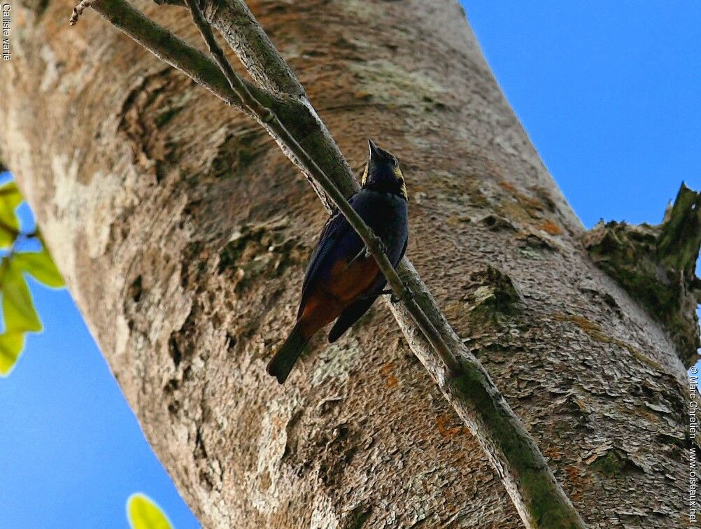 Opal-rumped Tanager