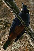 Opal-rumped Tanager