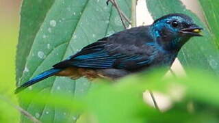 Opal-rumped Tanager