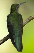 Grey-breasted Sabrewing