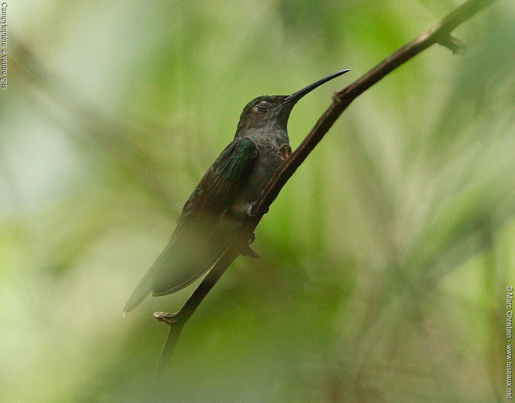 Grey-breasted Sabrewing