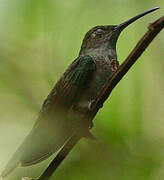 Grey-breasted Sabrewing