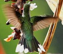 Grey-breasted Sabrewing