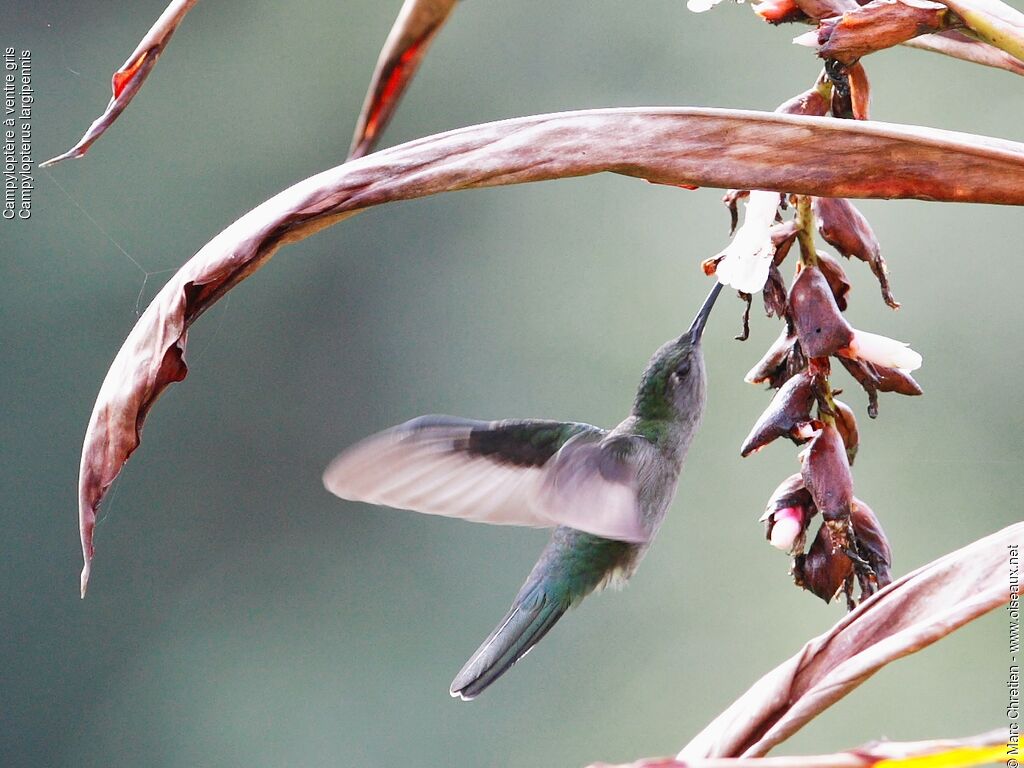 Grey-breasted Sabrewing