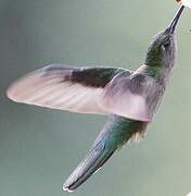 Grey-breasted Sabrewing